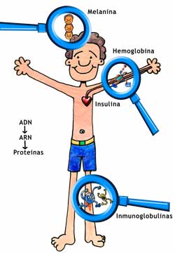 Consecuencias y beneficios de los esteroides