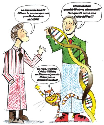 estructura del adn. Estructura Del Adn. estructura